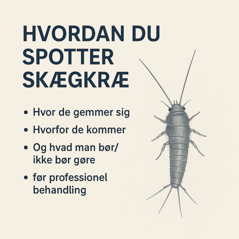 Skægkræ i hjemmet: 9 sikre tegn og hvad du skal gøre de første 24 timer